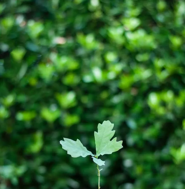 Tree of financial life.